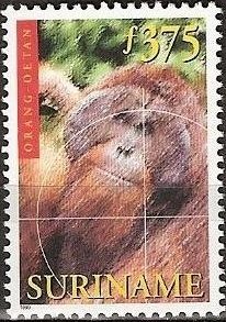 Bornean Orangutan (Pongo pygmaeus)