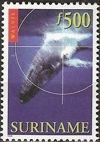Blue Whale (Balaenoptera musculus)