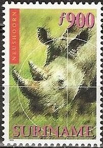 White Rhinoceros (Ceratotherium simum)