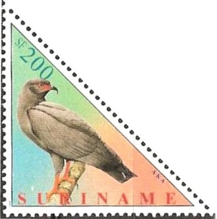 Slender-billed Kite (Helicolestes hamatus)