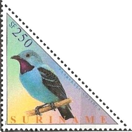 Spangled Cotinga (Cotinga cayana)