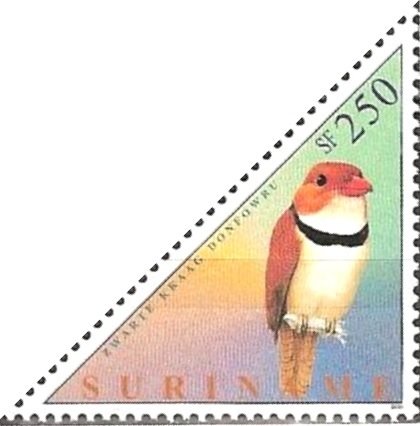 Collared Puffbird (Bucco capensis)