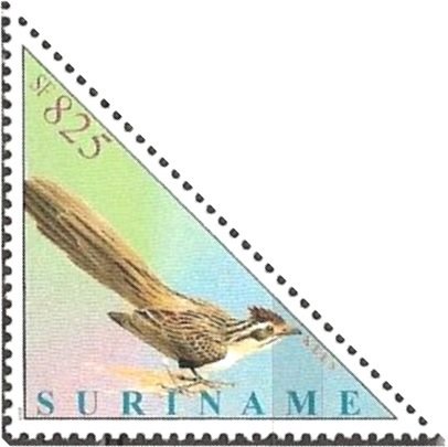 Striped Cuckoo (Tapera naevia)