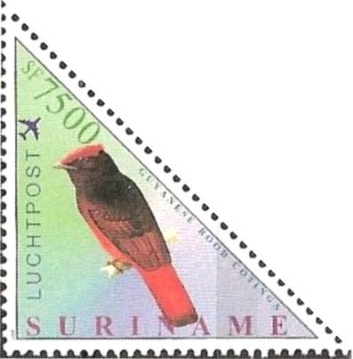 Guianan Red-cotinga (Phoenicircus carnifex)