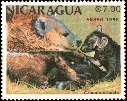 Spotted Hyena (Crocuta crocuta)