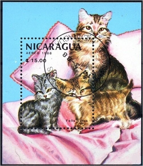 Domestic Cat (Felis silvestris catus)