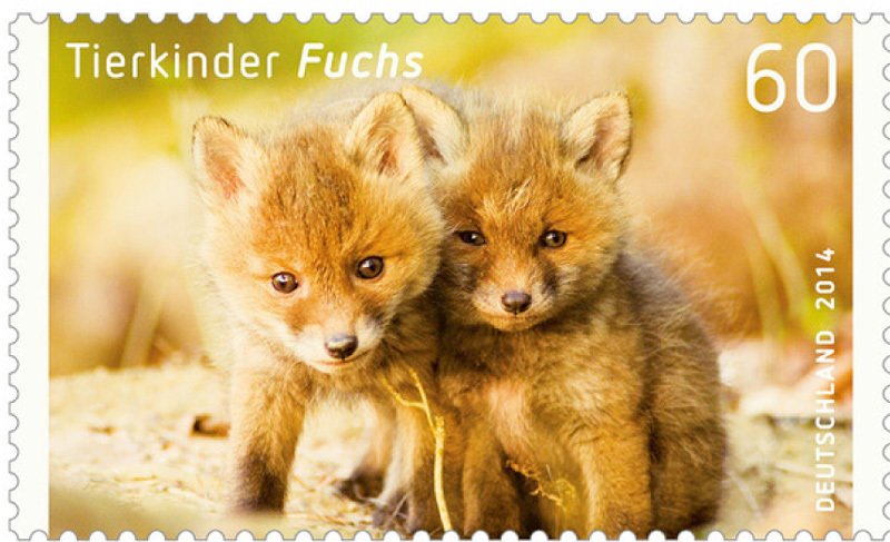 Red Fox (Vulpes vulpes)