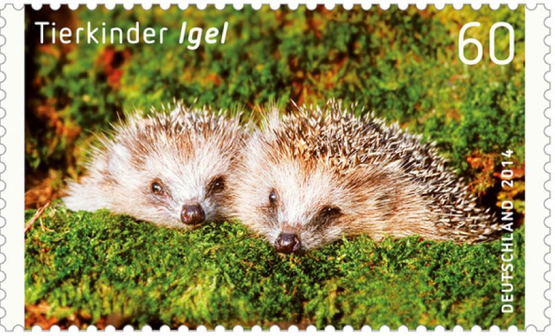 Northern Hedgehog (Erinaceus europaeus)