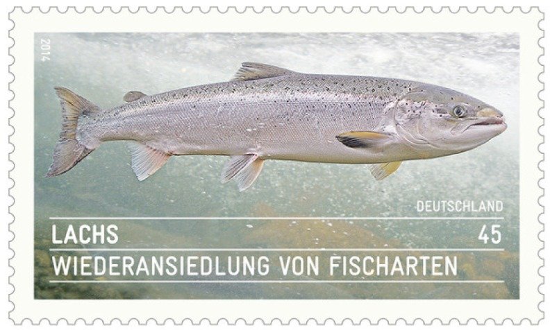 Atlantic  Salmon (Salmo salar)
