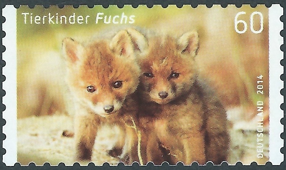 Red Fox (Vulpes vulpes)