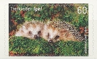 Stamp, Northern Hedgehog (Erinaceus europaeus), Germany, Federal Republic,  , Mammals, Hedgehogs, Animals (Fauna)