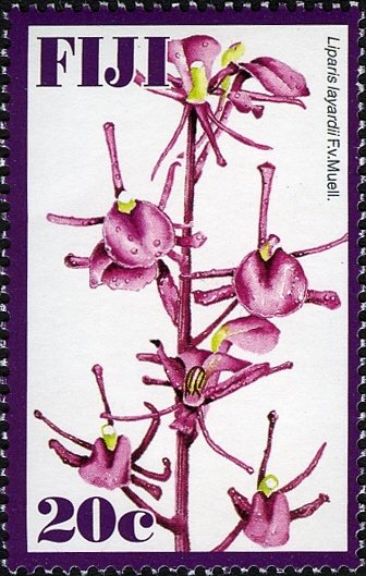 Liparis layardii F.v.Muell.