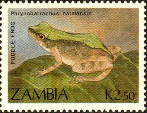 Natal Dwarf Puddle Frog (Phrynobatrachus natalensis)