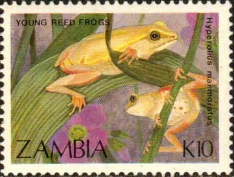 Marbled Reed Frog (Hyperolius marmoratus) juvenile