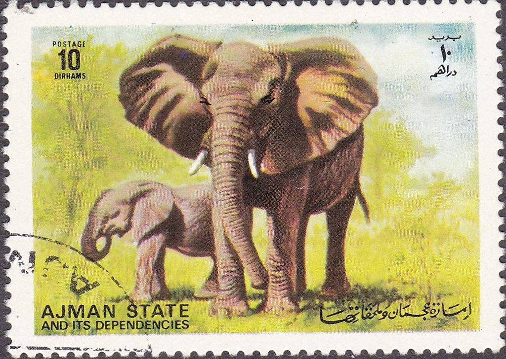 Elephant with cub