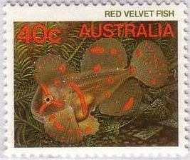 Red Velvetfish (Gnathanacanthus goetzeei) 