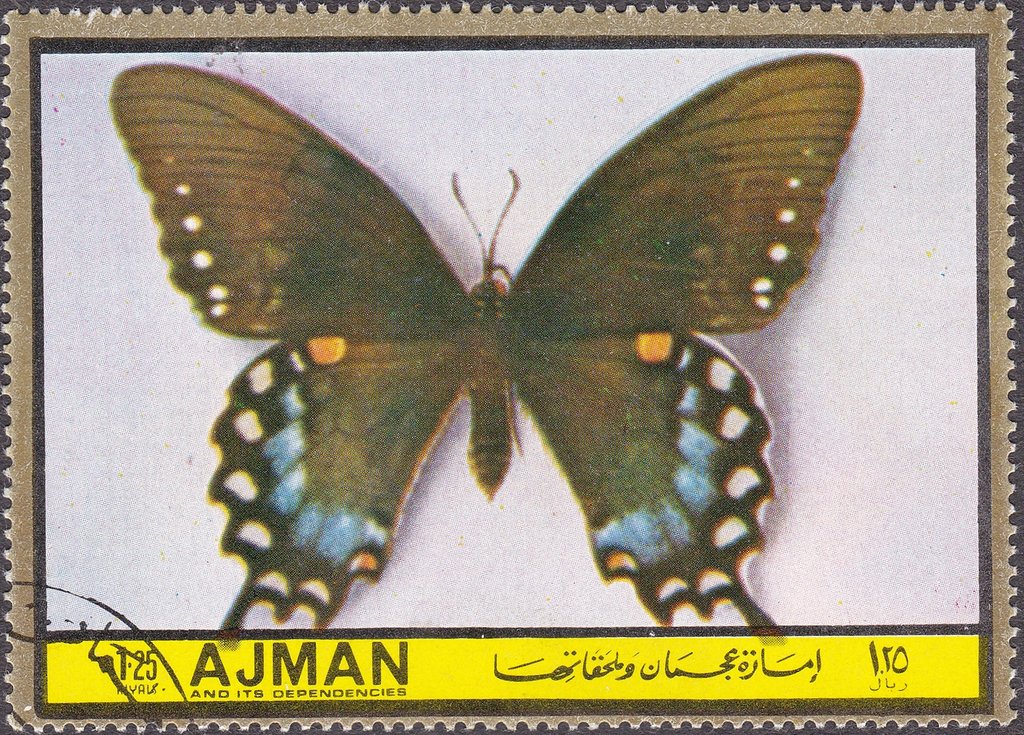 Papilio troilus