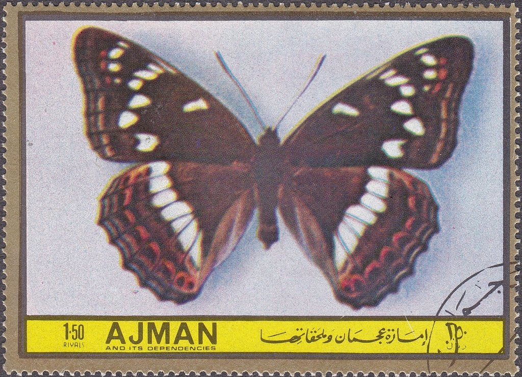 Limenitis populi