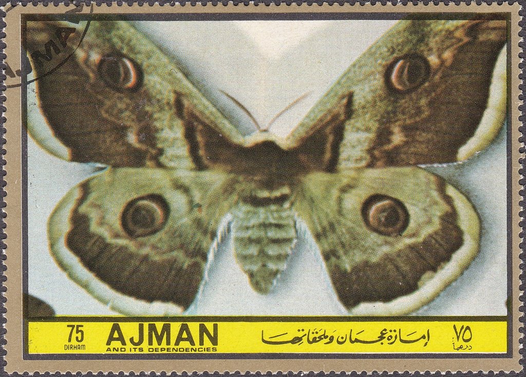 Saturnia pyri