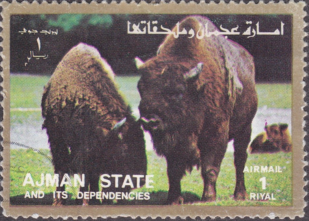 Bisons