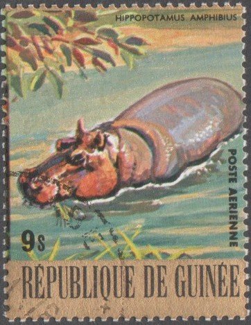 Hippopotamus (Hippopotamus amphibius)