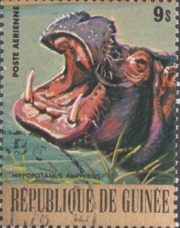 Hippopotamus (Hippopotamus amphibius)