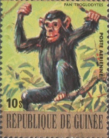 Chimpanzee (Pan troglodytes)