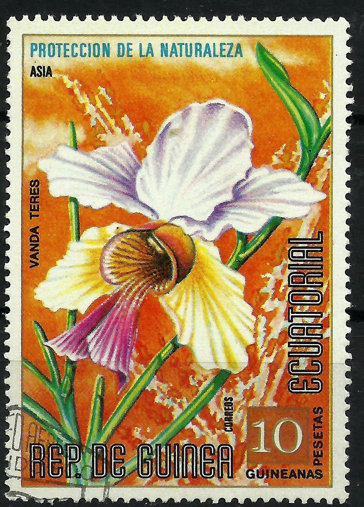 Vanda teres