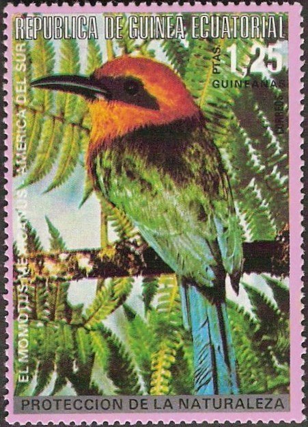 Mexican Motmot (Momotus mexicanus)
