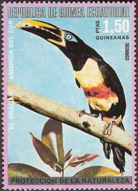 Black-necked Aracari (Pteroglossus aracari)