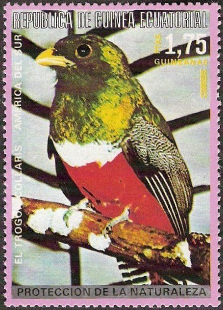 Collared Trogon (Trogon collaris)