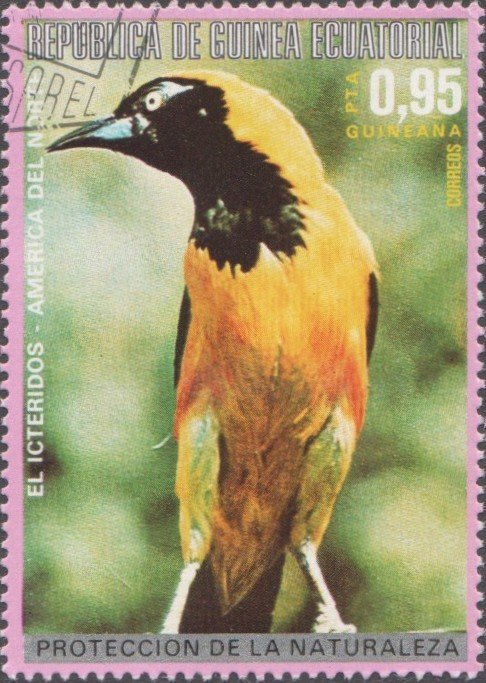 Hooded Oriole (Icterus cucullatus)