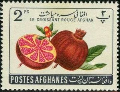 Punica granatum