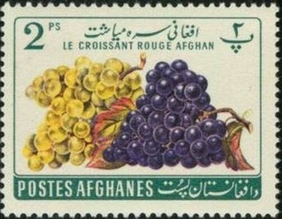 Vitis vinifera