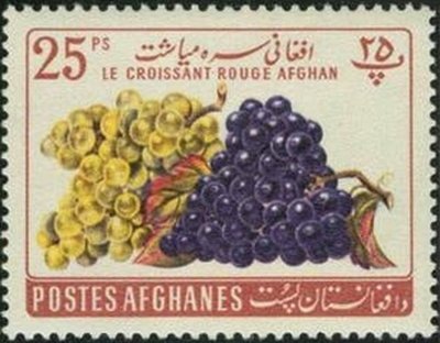 Vitis vinifera