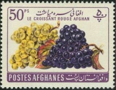 Vitis vinifera