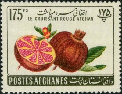 Punica granatum