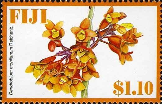 Dendrobium mohlianum Reichenb.