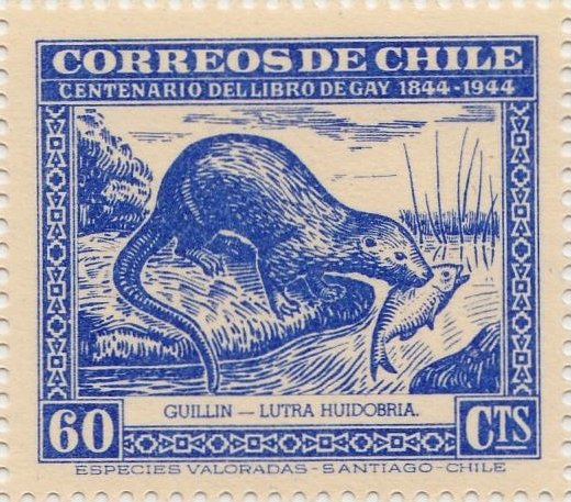 Southern River Otter (Lutra huidobria)