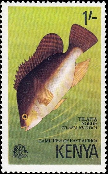 Nile Tilapia (Tilapia nilotica)