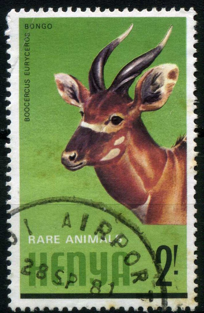 Bongo (Taurotragus euryceros)
