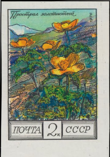 Pasqueflowers