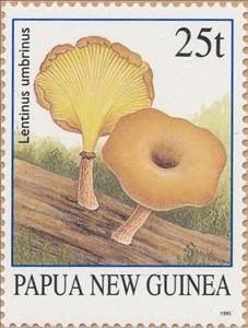 Stamp, Lentinus umbrinus, Papua New Guinea,  , Mushrooms