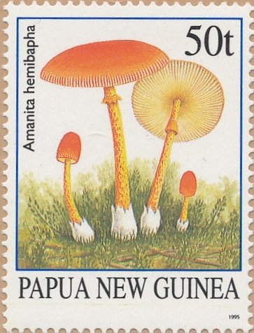Amanita hemibapha