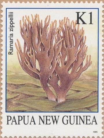 Ramaria zippellii