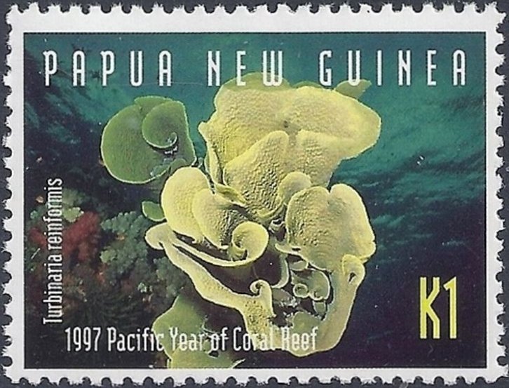 Yellow Scroll Coral (Turbinaria reinformis)