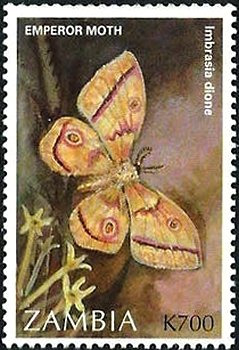 Moth (Imbrasia dione)