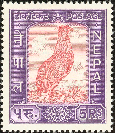 Satyr Tragopan (Tragopan satyra)