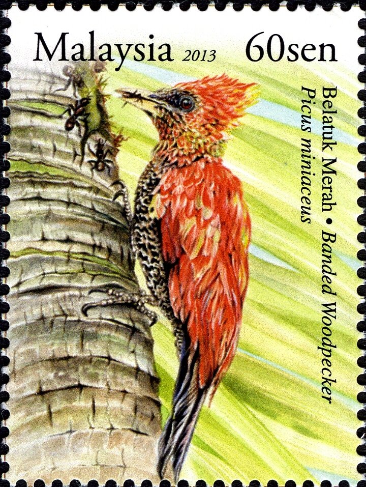 Banded Woodpecker (Chrysophlegma miniaceum)