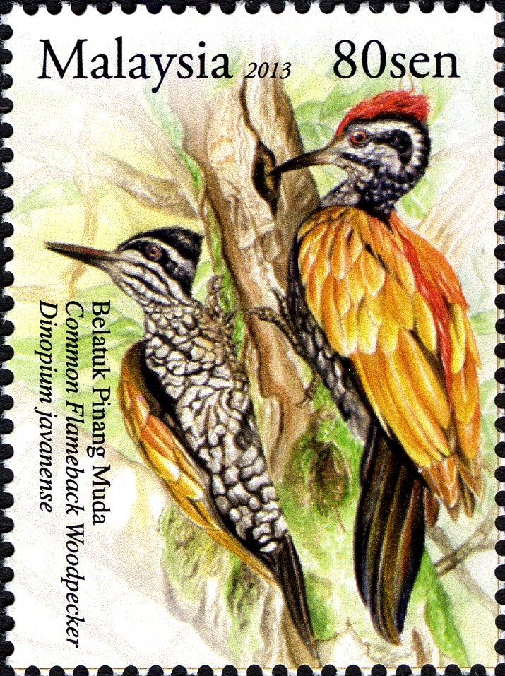 Common Flameback (Dinopium javanense)